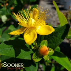 PUMPKIN ST. JOHN'S WORT