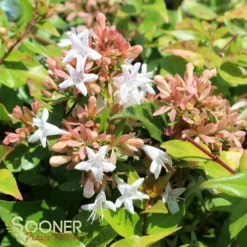 ETERNAL SUNSHINE™ ABELIA -Plant Urea Sales DETA 2895