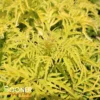 LEMONY LACE® ELDERBERRY