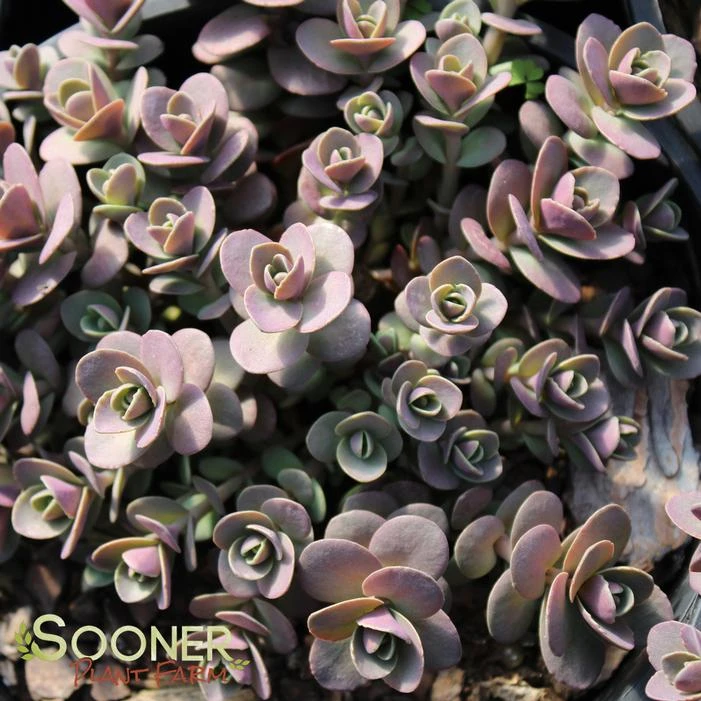 SUNSPARKLER® CHERRY TART SEDUM 2 SUNSPARKLER® CHERRY TART SEDUM - Image 2