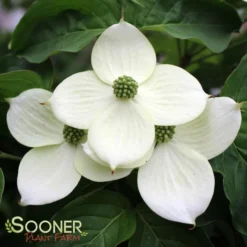 MILKY WAY CHINESE DOGWOOD