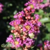 PURPLE COW™ CRAPEMYRTLE