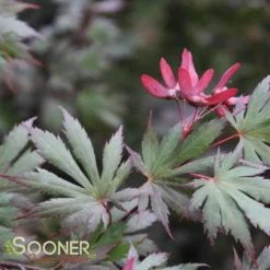 New Release -Plant Urea Sales DETA 3096