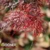 RED FILIGREE LACE WEEPING JAPANESE MAPLE