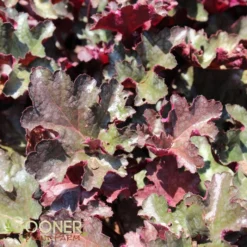 PLUM PUDDING CORAL BELLS -Plant Urea Sales DETA 330
