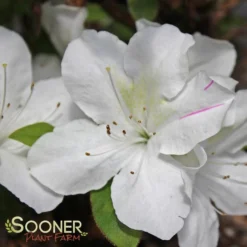 AUTUMN LILY® ENCORE® AZALEA -Plant Urea Sales DETA 3308