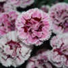 SUPERTROUPER™ VELVET WHITE DIANTHUS