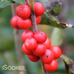 LITTLE GOBLIN® ORANGE WINTERBERRY HOLLY -Plant Urea Sales DETA 3356