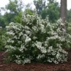 WEDDING CAKE® SPIRAEA