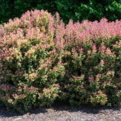 PARTY LIGHTS™ OSMANTHUS -Plant Urea Sales DETA 3394