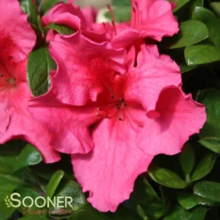 BLOOM-A-THON® HOT PINK AZALEA -Plant Urea Sales DETA 3448