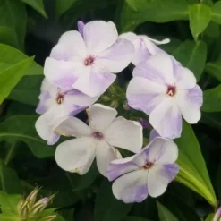FLAME® BLUE GARDEN PHLOX