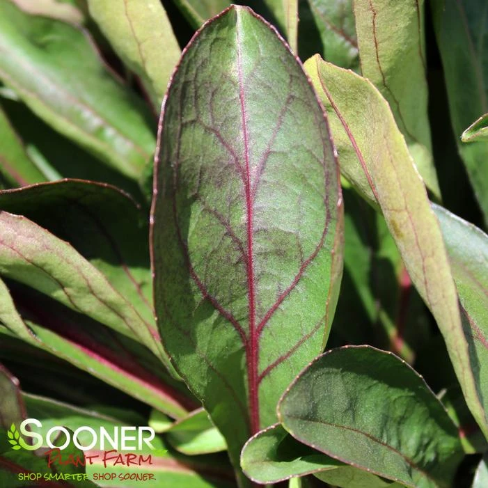 DARK TOWERS BEARDTONGUE 1 DARK TOWERS BEARDTONGUE