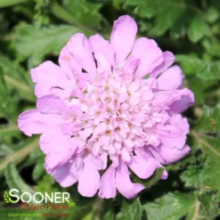 PINK MIST PINCUSHION FLOWER -Plant Urea Sales DETA 353