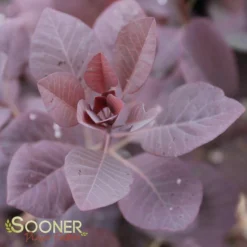 WINECRAFT BLACK® SMOKETREE