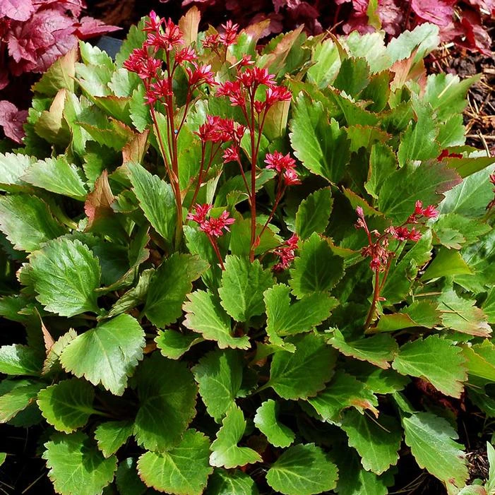 NOVA™ FLAME MUKGENIA 2 NOVA™ FLAME MUKGENIA - Image 2