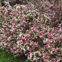 CZECHMARK TRILOGY® WEIGELA -Plant Urea Sales DETA 3617