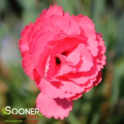 FRUIT PUNCH® CLASSIC CORAL DIANTHUS -Plant Urea Sales DETA 3633