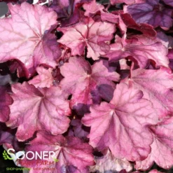 PRIMO® WILD ROSE CORAL BELLS -Plant Urea Sales DETA 3638