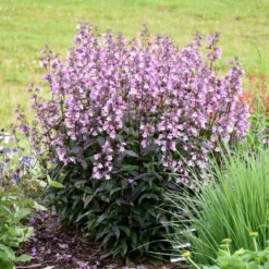 MIDNIGHT MASQUERADE BEARDTONGUE