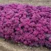 ROCK 'N ROUND™ SUPERSTAR SEDUM