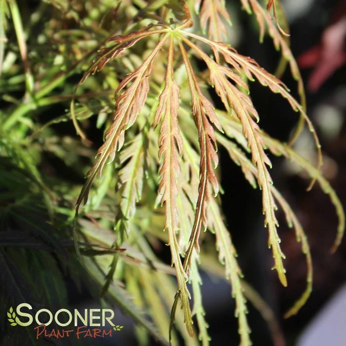 EMMA WEEPING JAPANESE MAPLE 1 EMMA WEEPING JAPANESE MAPLE