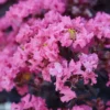 BLACK DIAMOND® SHELL PINK CRAPEMYRTLE