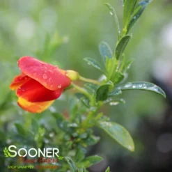 SISTER REDHEAD® SCOTCH BROOM