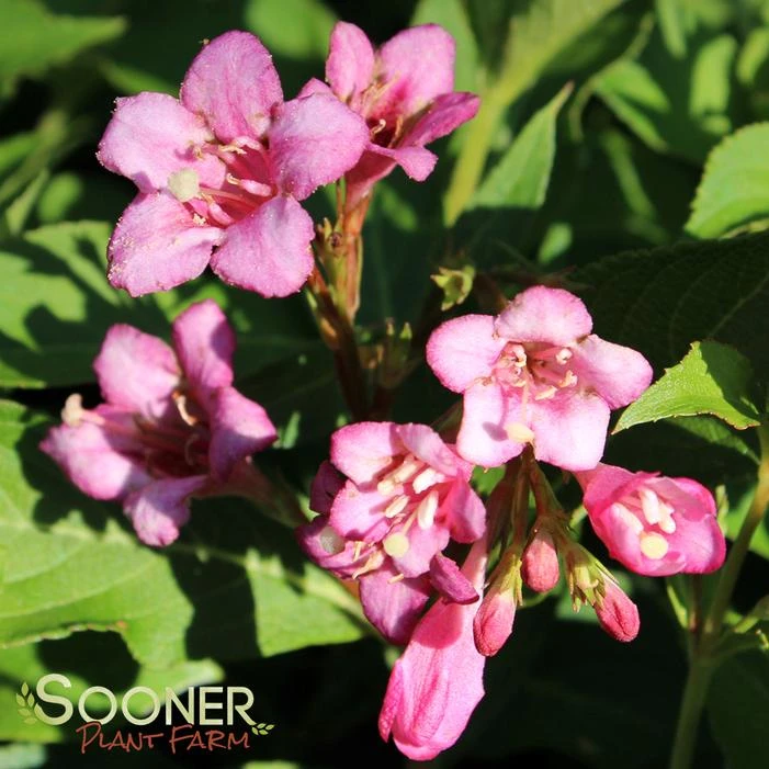 SNIPPET® DARK PINK WEIGELA 2 SNIPPET® DARK PINK WEIGELA - Image 2