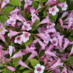 SNIPPET LIME® WEIGELA -Plant Urea Sales DETA 3754
