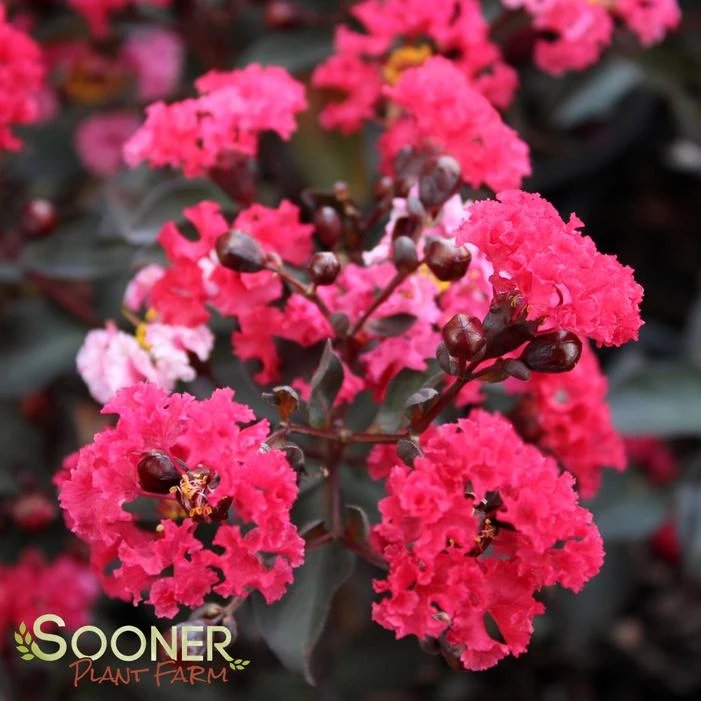 DOUBLE DYNAMITE® CRAPEMYRTLE 5 DOUBLE DYNAMITE® CRAPEMYRTLE - Image 5