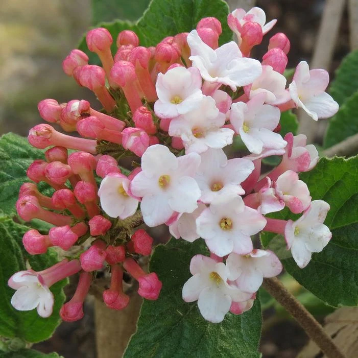 SUGAR 'N SPICE™ VIBURNUM 1 SUGAR 'N SPICE™ VIBURNUM