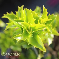 CASTLE KEEP® BLUE HOLLY -Plant Urea Sales DETA 3847