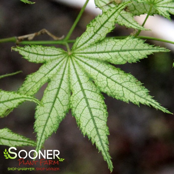 ALPINE SILVER THREAD UPRIGHT JAPANESE MAPLE 1 ALPINE SILVER THREAD UPRIGHT JAPANESE MAPLE