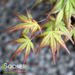 CORAL MAGIC UPRIGHT JAPANESE MAPLE -Plant Urea Sales DETA 3855