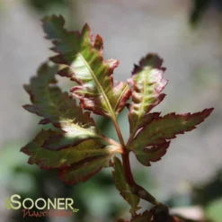 HANEZU HAGOROMO UPRIGHT JAPANESE MAPLE