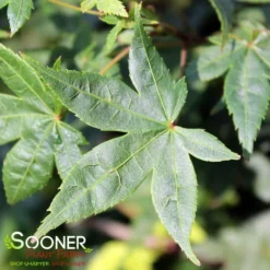KATSURA NISHIKI UPRIGHT JAPANESE MAPLE 5 KATSURA NISHIKI UPRIGHT JAPANESE MAPLE -Plant Urea Sales DETA 3861