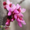 PINK HEARTBREAKER WEEPING REDBUD