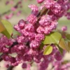PINK POM POMS REDBUD