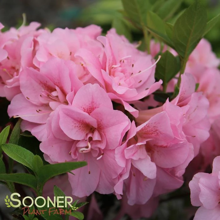 PERFECTO MUNDO® DOUBLE PINK AZALEA 1 PERFECTO MUNDO® DOUBLE PINK AZALEA