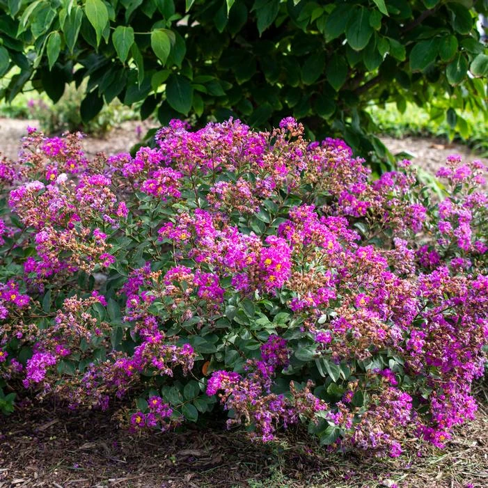 BELLINI® GRAPE CRAPEMYRTLE 1 BELLINI® GRAPE CRAPEMYRTLE
