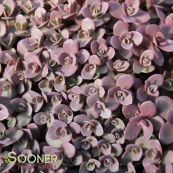 SUNSPARKLER® FIRECRACKER SEDUM 5 SUNSPARKLER® FIRECRACKER SEDUM -Plant Urea Sales DETA 3988