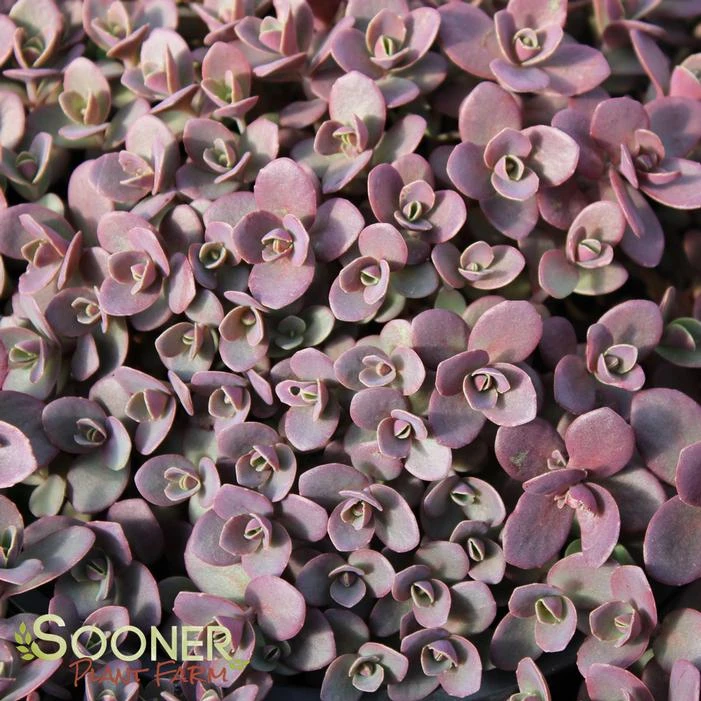 SUNSPARKLER® FIRECRACKER SEDUM 3 SUNSPARKLER® FIRECRACKER SEDUM - Image 3