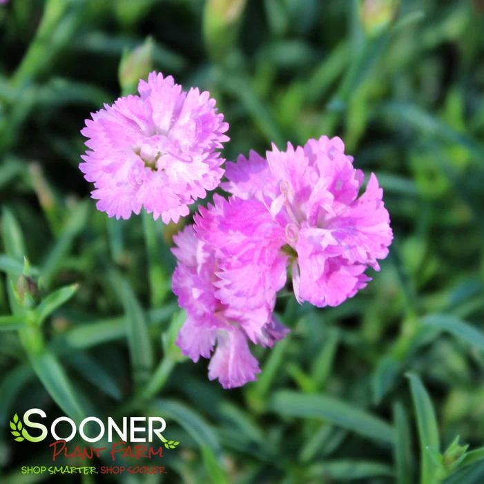 MOUNTAIN FROST™ PINK POMPOM DIANTHUS 1 MOUNTAIN FROST™ PINK POMPOM DIANTHUS
