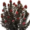 THUNDERSTRUCK™ CORAL BOOM™ CRAPEMYRTLE