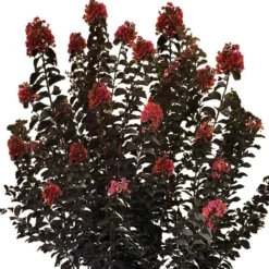 THUNDERSTRUCK™ CORAL BOOM™ CRAPEMYRTLE