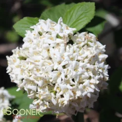 KOREAN SPICE VIBURNUM -Plant Urea Sales DETA 404