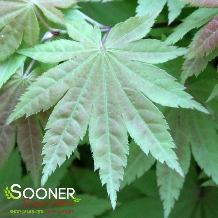 BLUE MOON UPRIGHT JAPANESE MAPLE 1 BLUE MOON UPRIGHT JAPANESE MAPLE