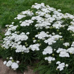 FIREFLY DIAMOND YARROW 5 FIREFLY DIAMOND YARROW -Plant Urea Sales DETA 4091