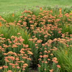 FIREFLY PEACH SKY YARROW -Plant Urea Sales DETA 4092